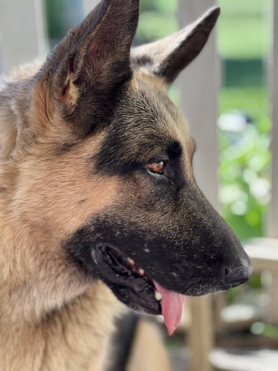 AngelaSuttner's tweet photo. My big baby!! Love him.. he’s my protector! #GermanShepherd #GreatDogs #loyal https://t.co/ukKiApbSrX