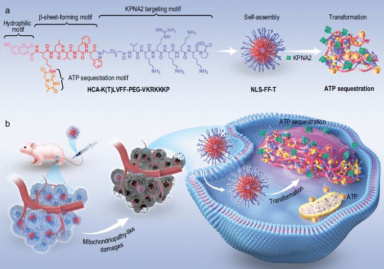 NSR_Journal (@natl_sci_rev) on Twitter photo Inducing mitochondriopathy-like damages by transformable nucleopeptide nanoparticles for targeted therapy of bladder cancer. doi.org/10.1093/nsr/nw…
Leading authors: Dong-Bing Cheng, Hao Wang, Wanhai Xu <a href="/Nanocenter_/">National Center For Nanoscience and Technology</a> <a href="/HMU_UNI/">哈尔滨医科大学 Harbin Medical University</a>
<a href="/SciencNews/">Science News</a> <a href="/isciverse/">Top Science</a> <a href="/physorg_com/">Phys.org</a> #nanomaterial Inducing mitochondriopathy-like damages by transformable nucleopeptide nanoparticles for targeted therapy of bladder cancer. doi.org/10.1093/nsr/nw…
Leading authors: Dong-Bing Cheng, Hao Wang, Wanhai Xu <a href="/Nanocenter_/">National Center For Nanoscience and Technology</a> <a href="/HMU_UNI/">哈尔滨医科大学 Harbin Medical University</a>
<a href="/SciencNews/">Science News</a> <a href="/isciverse/">Top Science</a> <a href="/physorg_com/">Phys.org</a> #nanomaterial