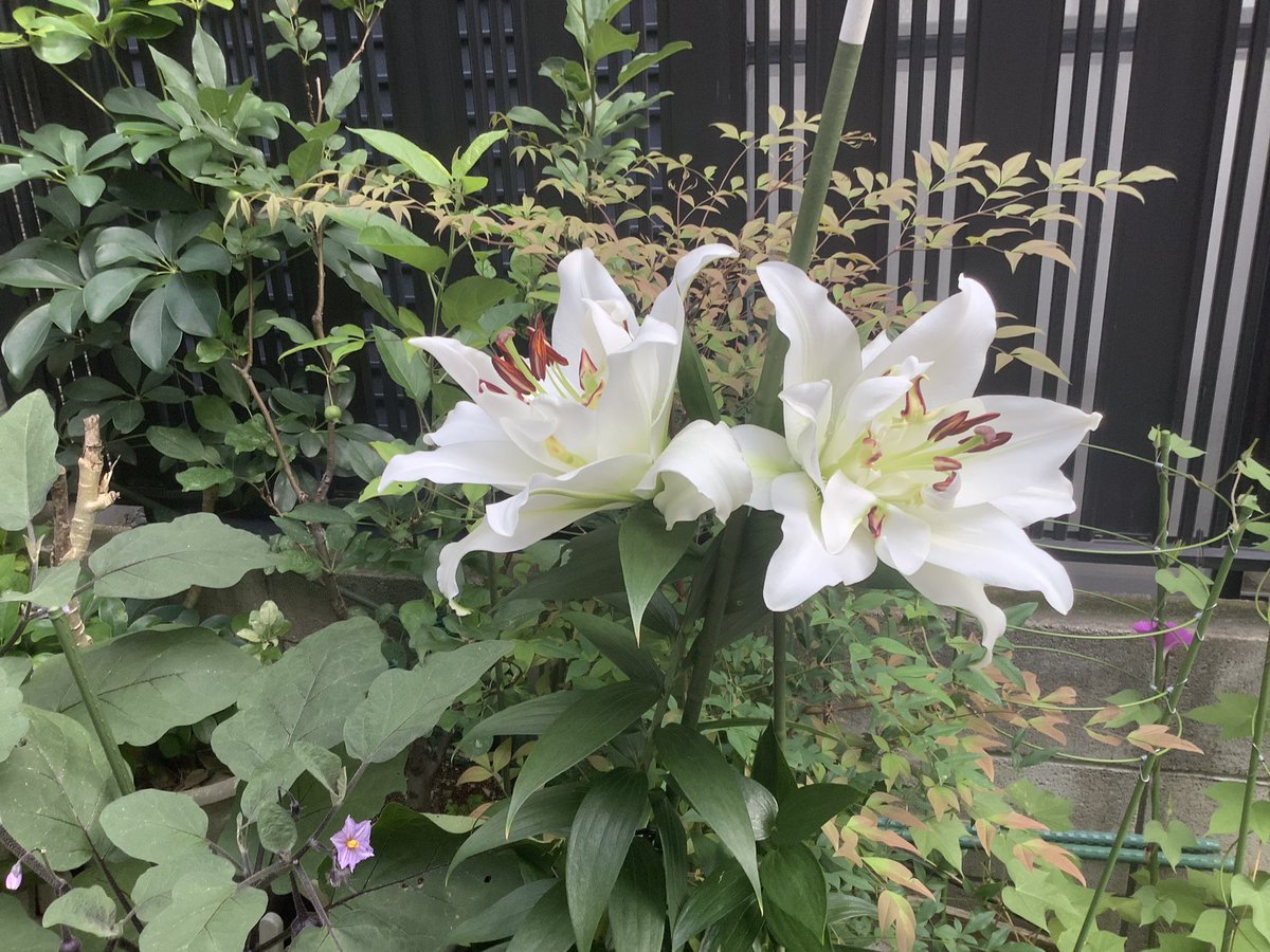 takeuchiYo25264's tweet photo. 家の白ゆりが咲きました。カサブランカがなく、そのかわりに買ったゆりです。匂いは余りありませんが、咲き方が見事です。 https://t.co/sX5rh0EeZH