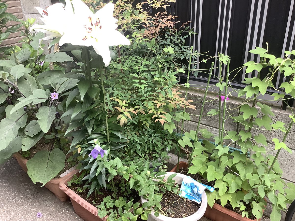 takeuchiYo25264's tweet photo. 家の白ゆりが咲きました。カサブランカがなく、そのかわりに買ったゆりです。匂いは余りありませんが、咲き方が見事です。 https://t.co/sX5rh0EeZH