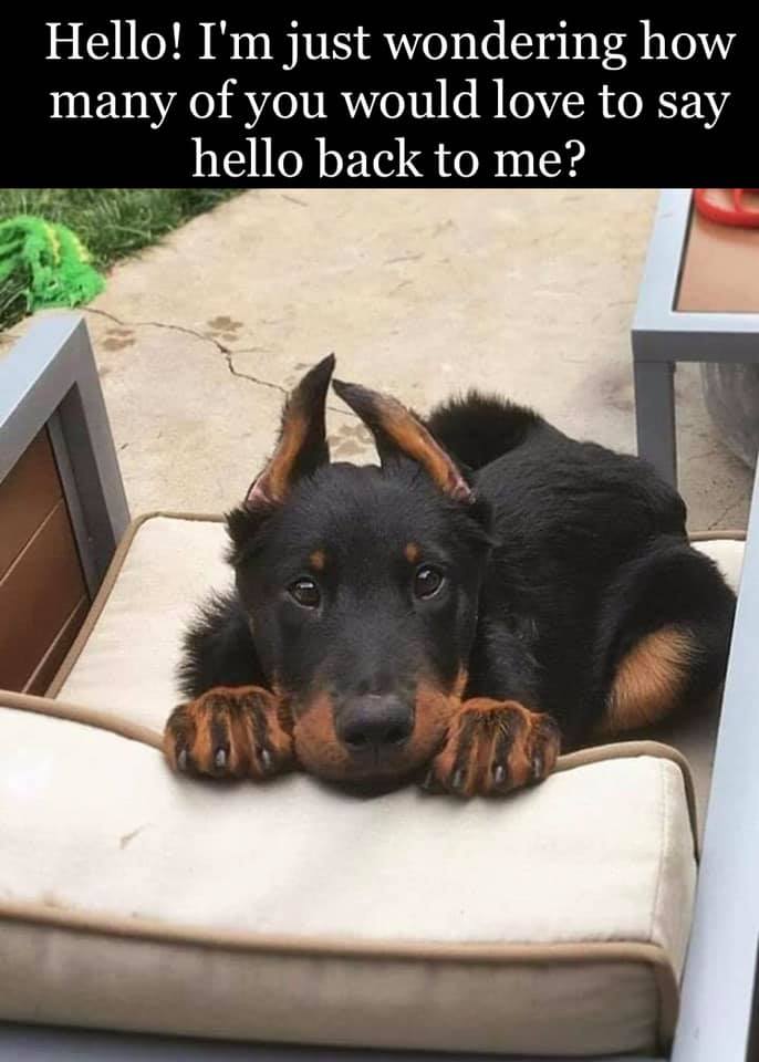 Best in Dogs tweet media