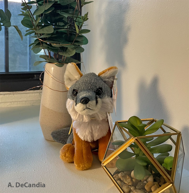 ifoxtweet's tweet photo. The FIF 2024 Research Grant deadline is fast approaching. Applications will be accepted through June 30. This island fox went to Georgetown Univ., where will you take island fox research? https://t.co/R4wpHJdvr8