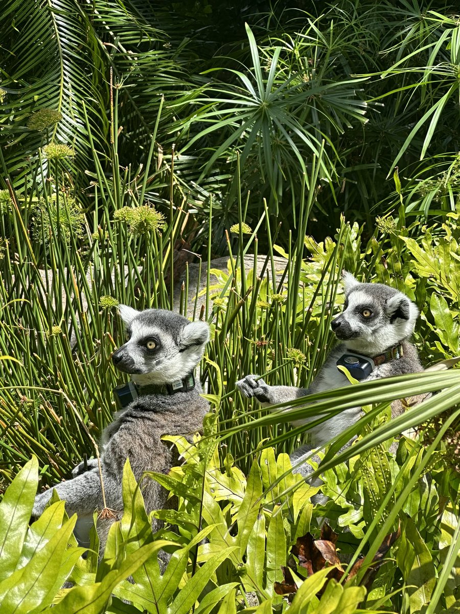 They are lucky there was no siege in Bermuda. I’d be on Pro league over there.