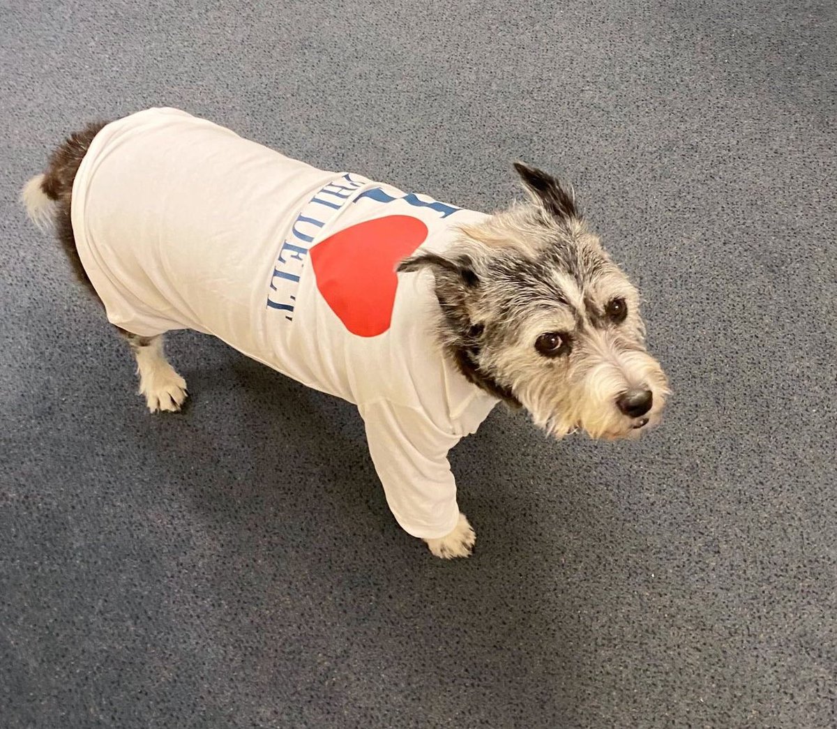 jimmyribz2's tweet photo. Long sleeve shirt in this weather? Poor dog is gonna have a stroke #rollphi https://t.co/b1lJcEp1CJ