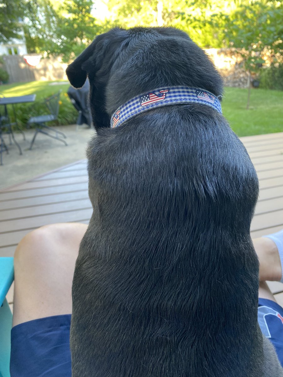 PugEthel's tweet photo. Best seat in the back yard.  #dogsofX https://t.co/jUs20tX8UA