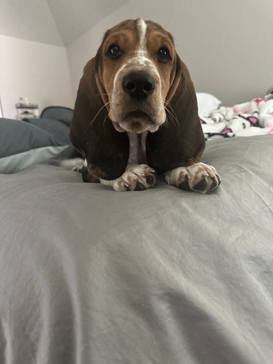 Foxy Escapes tweet media