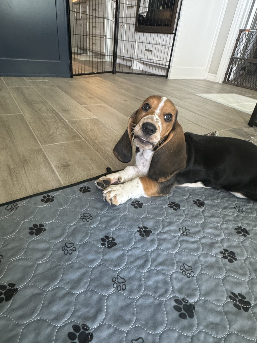 Foxy Escapes tweet media