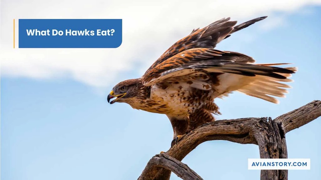 projonmo106's tweet photo. Rough-legged hawks eat small rodents like voles and lemmings during the breeding season.

Read the full article: What Do Hawks Eat? [Species, Prey, and Tactics]
▸ https://t.co/QjrCGgeDDr

#StrongHookedBeaks #SkillfulHunters #SharpTalons #Hawks #TotalLengthRanges https://t.co/0lr4K4G5eL