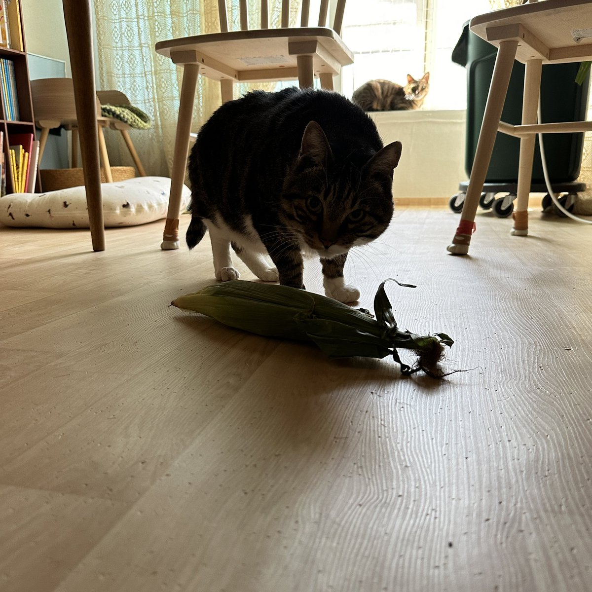 나도 
초당옥수수를 안은 보 🌽하고싶었어 
하지만 초당옥수수의 숨통을 끊은 아보 
처럼 나왔어