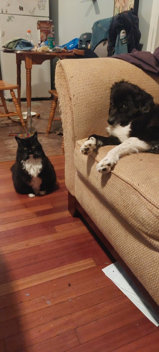 Street_Love_1's tweet photo. Baby King and Mally May

@soybot3000 
#catsndogs https://t.co/NmgqSSkxO9