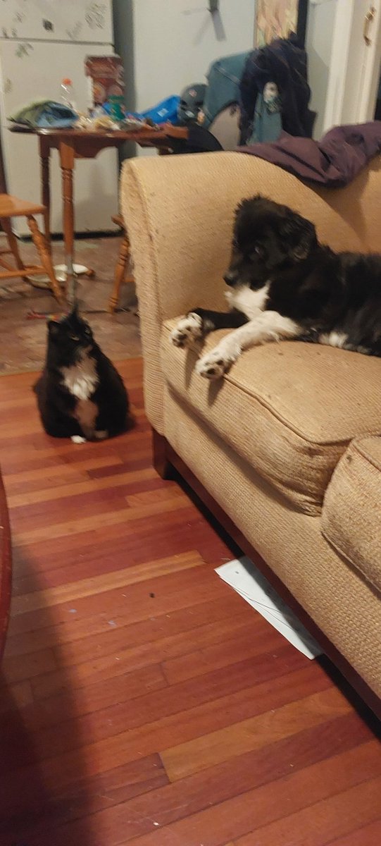 Street_Love_1's tweet photo. Baby King and Mally May

@soybot3000 
#catsndogs https://t.co/NmgqSSkxO9