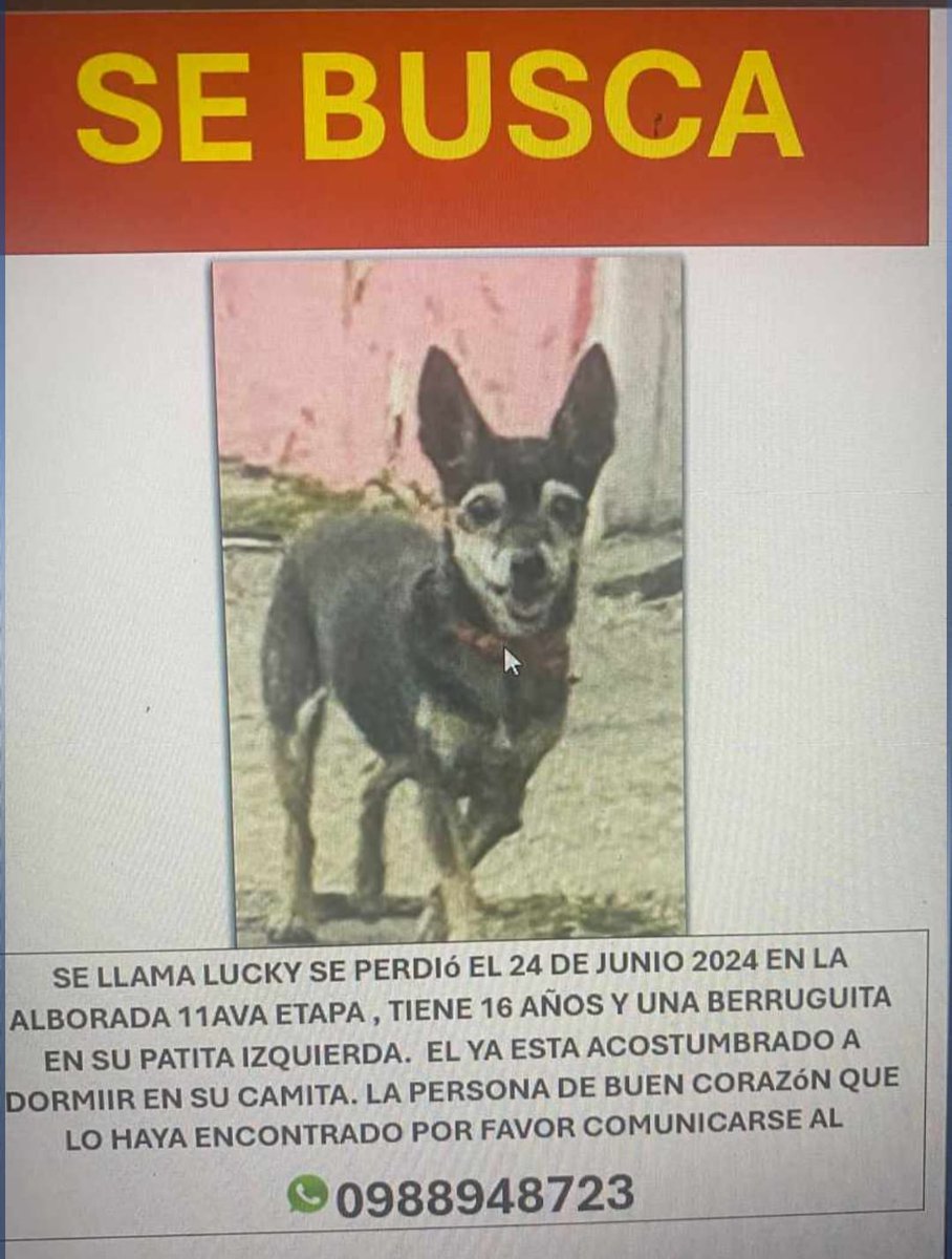 malhabladohp's tweet photo. Tuiter necesito que hagan su magia...

Lucky tiene 16 años y es el perrito de mi mami. mi hermano se quedó con él, cuando mi mamá falleció y el lunes 24 se escapó y se perdió.. les agradezco su ayuda... si lo han visto o si saben quién lo recogió se pueden contactar al 0988948723 https://t.co/lYZlYupoGq