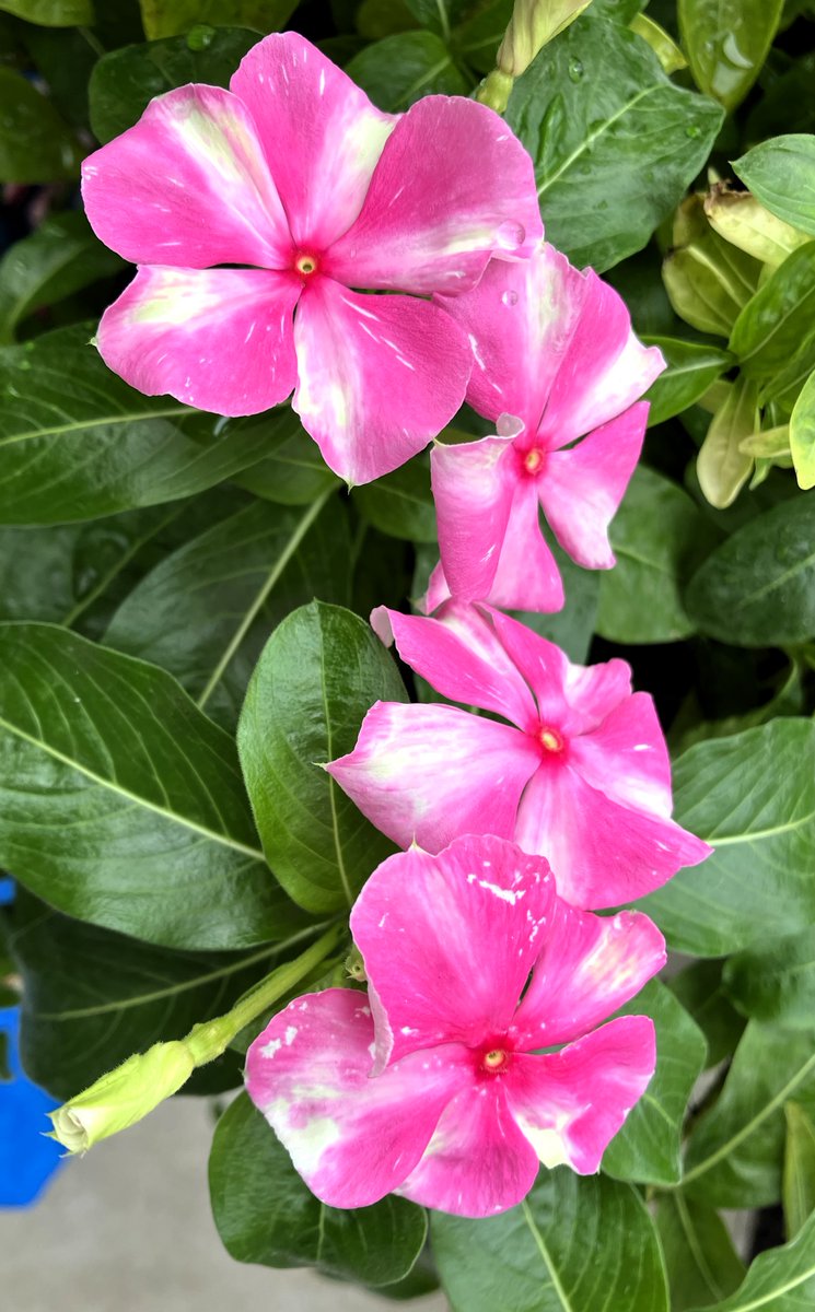 jukkkie's tweet photo. Pink flowers for today💗💖💖💗
🥰😽🌸🌸🌸🌼✨
#Flowers #pink #PinkEveningPrimrose #Kalanchoe #DonkeyEars #Periwinkle #AstroemeriaAurea #PeruvianLily #garden #June2024 https://t.co/t7zTTMRZ11