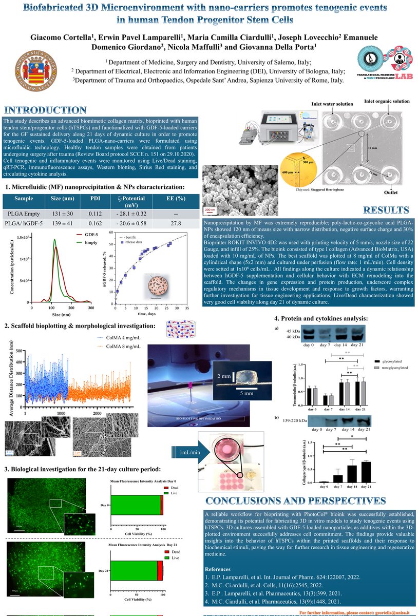 Proud supervision moment for <a href="/G_Cortella/">Giacomo Cortella</a> poster presentation at #TERMISWC2024.
The work has been on #bioplotted collagen environment with human tendon #stemcells, as advanced in-vitro model. 
<a href="/UniSalerno/">Università Salerno</a>