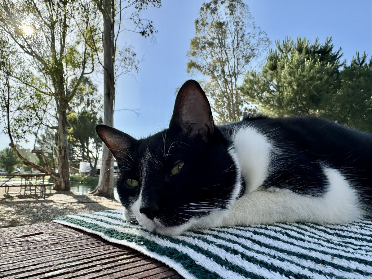 Rich Cruse (@richonown) on Twitter photo Outside with <a href="/TibstheCat/">Tibbles the Cat</a> ! <a href="/ThousandTrails/">Thousand Trails</a> #Menifee <a href="/VisitCA/">Visit California</a> <a href="/CampingWorld/">Camping World</a> #rvlife Outside with <a href="/TibstheCat/">Tibbles the Cat</a> ! <a href="/ThousandTrails/">Thousand Trails</a> #Menifee <a href="/VisitCA/">Visit California</a> <a href="/CampingWorld/">Camping World</a> #rvlife