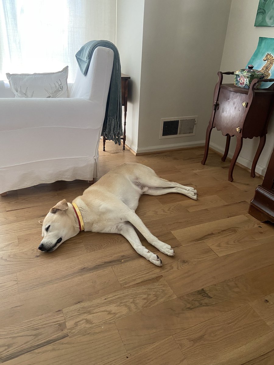 Bama26Point2's tweet photo. As I continue to raise the thermostat during these 100F days .. my Oliver has moved away from his bed to right in front of the AC vent on his backside #WasntBornYesterday https://t.co/pnqZfvEq6i