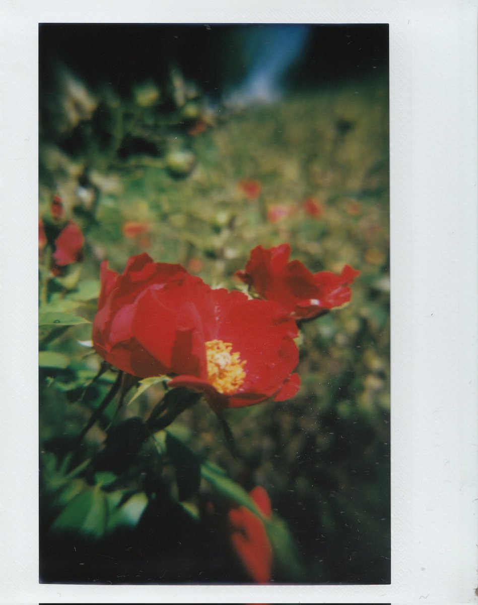 Gaige_404's tweet photo. Park to Pork Buns with my Lomoinstant Wide.

#instaxwide #photography #instantphotography #instax #NaturePhotography #foodphotography #instaxfilm #lomography #parkphotography https://t.co/ZAIROCzEr3