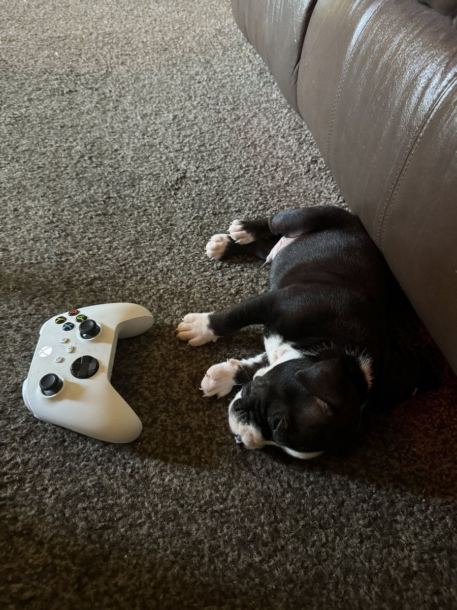 skiplacombe's tweet image. Little dude is growing fast. #Xbox controller for scale.