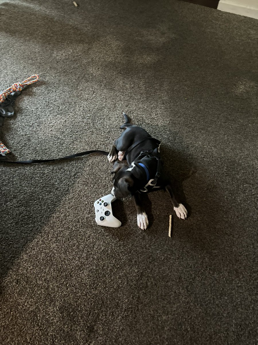 skiplacombe's tweet image. Little dude is growing fast. #Xbox controller for scale.