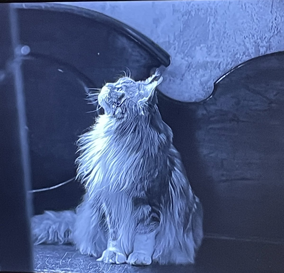 lost everything betting on the sushi race tweet media