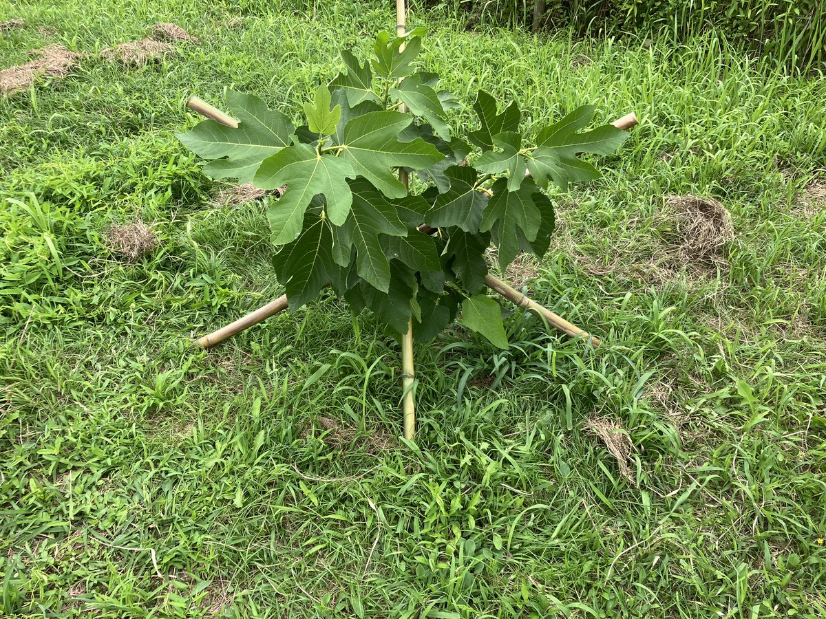 東京から来客やら、市役所の手続きやらで、畑に行っとらんじゃった。
久しぶりに行けば、２本のイチジクの木が倒れ(傾いて)いるじゃ。
しっかりしてくれと、竹で支えを組んで起こしたじゃ。
まあ、最初(前耕作者)から引き継いだ時に、妙に横に伸びていたのも、風の影響だったのかもしれんじゃ。