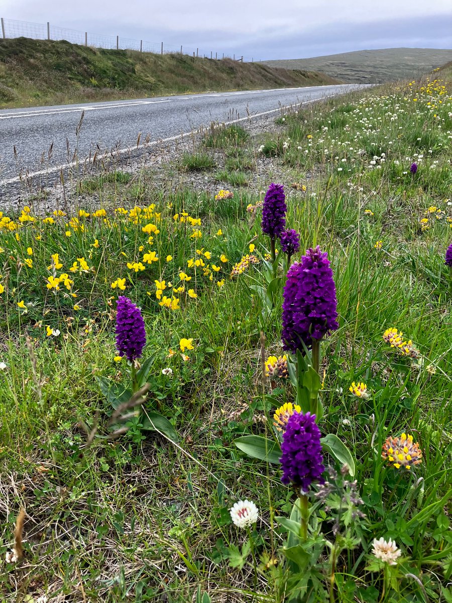 The roadside verges in #Shetland are currently ablaze with wildflowers. It’s a distracting joy to travel around the islands at the moment - there’s plenty to see.