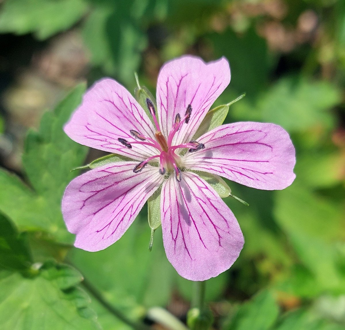 PlantPref's tweet photo. Geranium koraiense B&SWJ878 . I don't think it really likes Norfolk, too hot and dry but it survives and flowers occasionally!
#geranium #geraniumkoraiense #wildcollection #rareplants https://t.co/mkWKfbuaPe