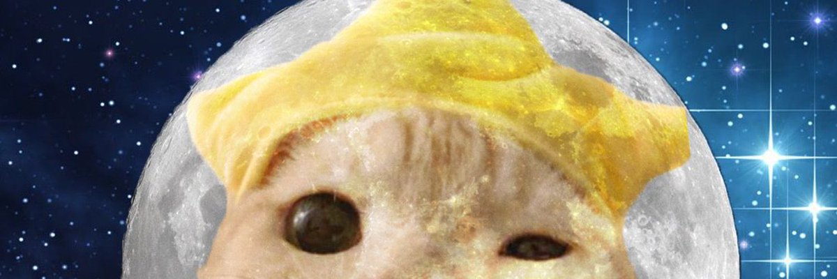 LaserCat397.eth (@bitcloutcat) on Twitter photo 