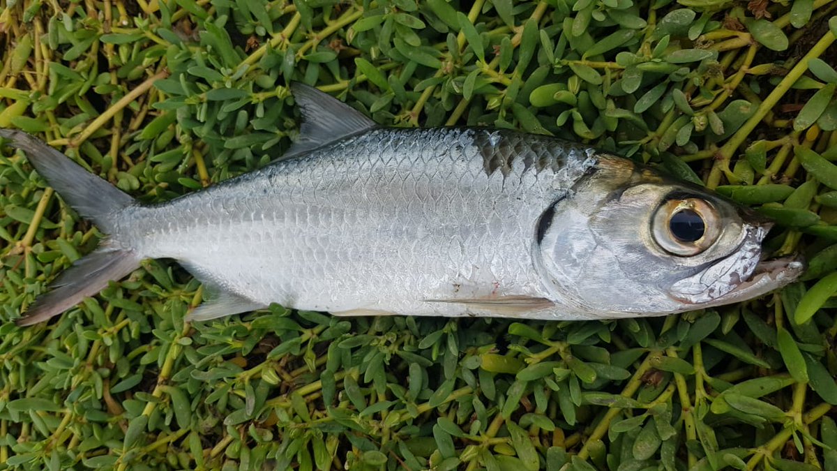 Did you know there were #tarpon in the #RedSea?
Neither did we. Check out our new publication, which details new records and the occurrence of this fish in the #MiddleEast.
tandfonline.com/doi/full/10.10…