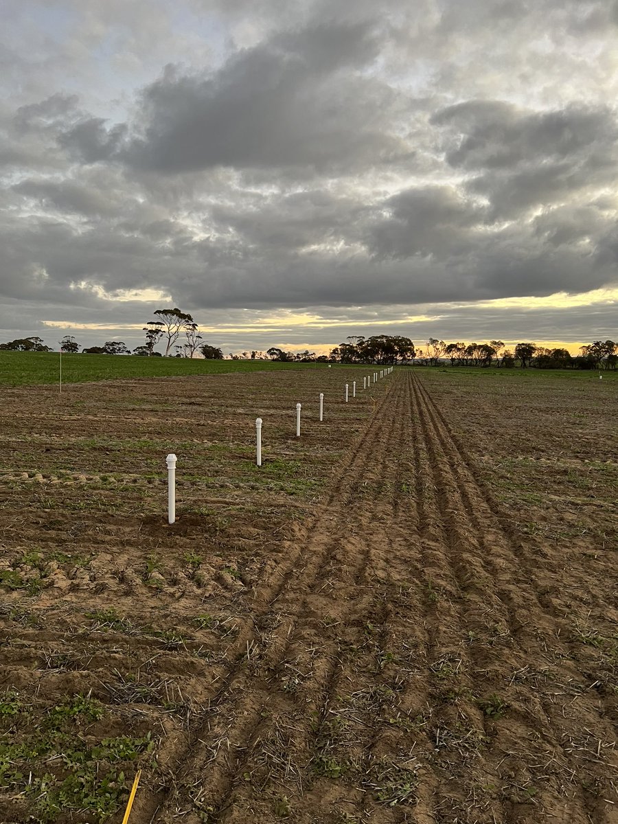 Access tubes going in to investigate soil moisture for a @grdc funded high soil strength project. + - rip by 4 crop species at Bolgart