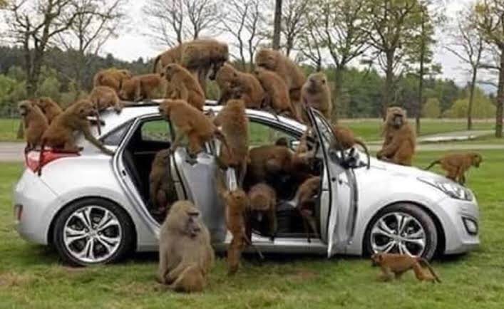 l3rd__'s tweet image. نجحت القرود علي السيطره علي السياره ولاكن لم ينجحو في قيادتها كما هو في عالم البشر 🙊🙉🙈