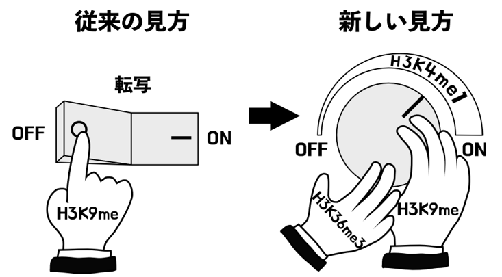 【プレスリリース】遺伝子転写の促進と抑制の「二刀流」：常識を覆すヒストン修飾の機能の発見（稲垣 宗一 准教授）s.u-tokyo.ac.jp/ja/press/10403/