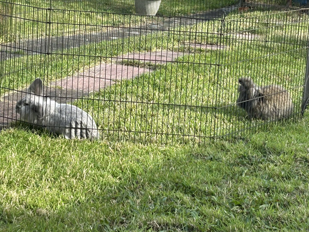 RabbitLeonard's tweet photo. Having some outside time before it starts to warm up 🐰🐰 https://t.co/BJioz3ga7N