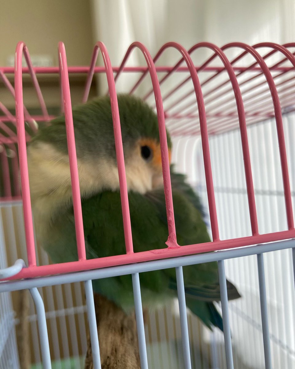 MidorigaokaSns's tweet photo. コザクラインコが校庭に迷い込んで来ました。
現在、本校職員室で大切に保護しています。
最寄りの守山警察署には届け出済みです。
お問い合わせは守山警察署もしくは緑丘高校まで！

#迷い鳥  #コザクラインコ #こざくらいんこ #守山区 #保護鳥 #拡散希望 https://t.co/aftLn9VjD3