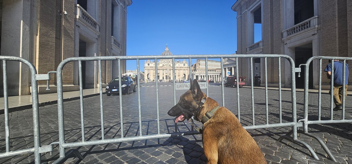 TexBayou's tweet photo. Vatican City.  I wasn't allowed in because "he is such a big dog."

Why does the size of the dog have anything to do with obedience, patience and an interest in eating stray tourists?

So this is as close as I got.  Still counting this on my countries visiting map.  

#malinois https://t.co/JInNnfl3Tv