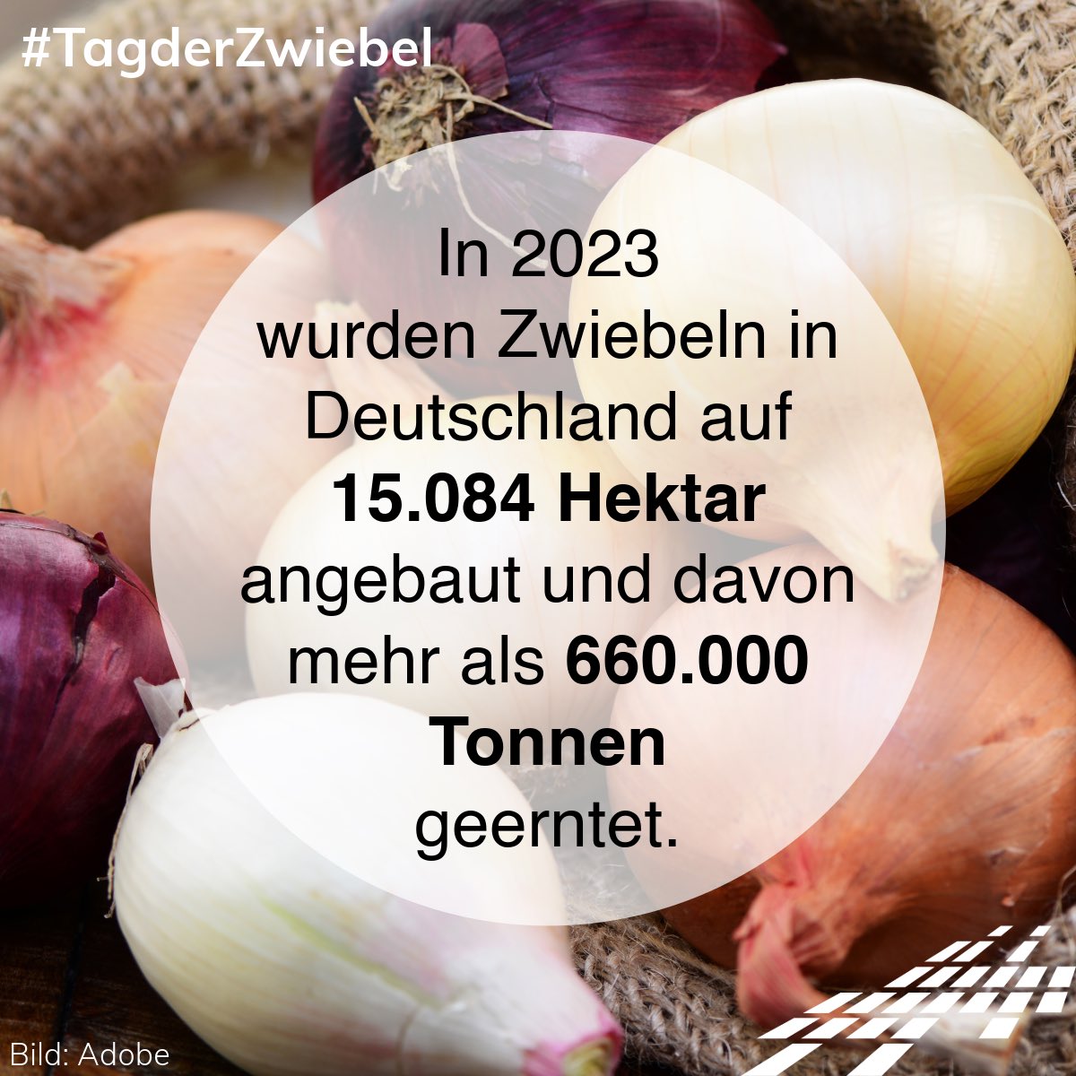 DialogBDP's tweet image. Schicht für Schicht ein Genuss 🧅 Zwiebeln bringen Abwechslung und Geschmack in unseren Speiseplan und auch hierbei hatte die Züchtung einen nicht unerheblichen Anteil 😇 #tagderzwiebel