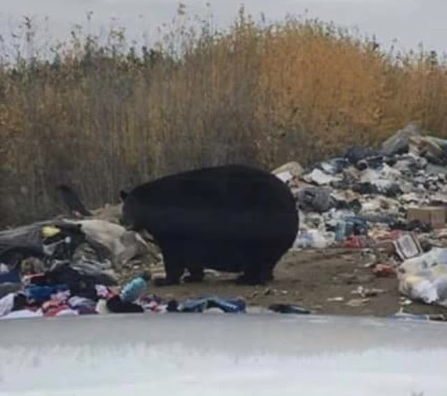 BearPosting's tweet photo. https://t.co/8Djr6Uf02T