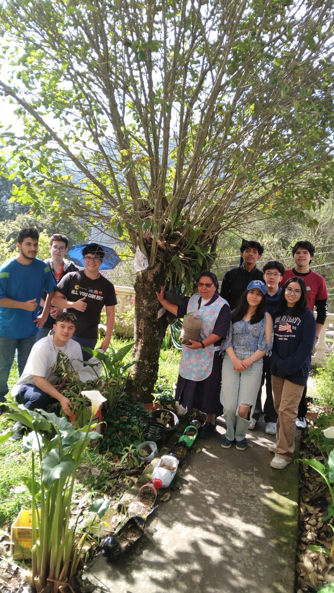 📍Pequeñas plántulas de capulí creciendo bajo la sombra de un arupo, La Vicentina, Quito.                                       

📸Sor Geovanna                                                                                           
Día mundial del Árbol 🌲28 de junio de 2024