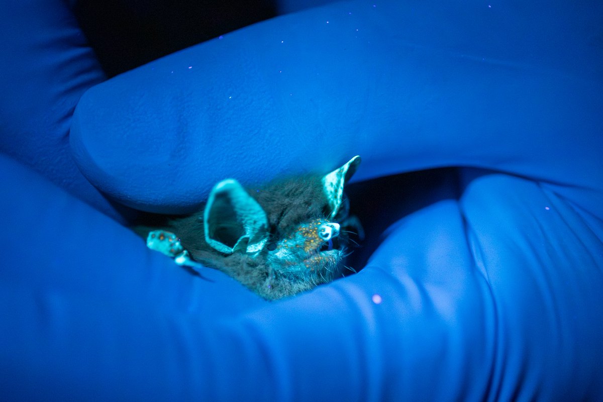 Alberta Bats tweet media