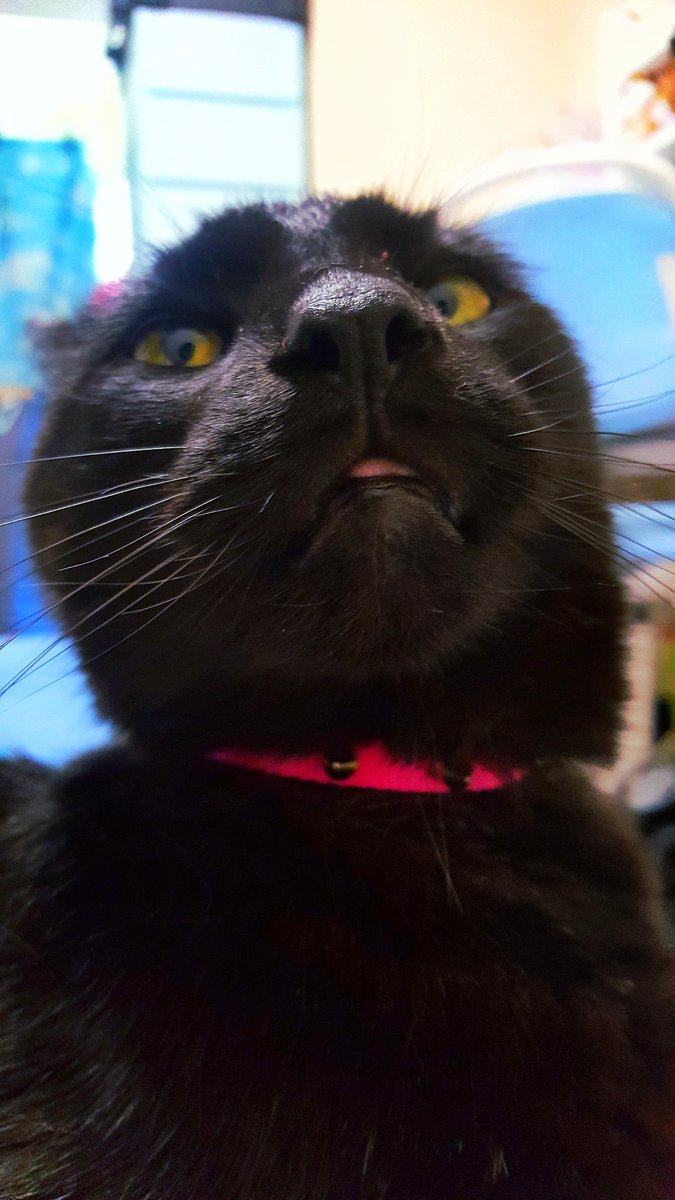 HauntedDoodle's tweet photo. Here are some of my favorite pictures of my handsome silly boy https://t.co/2shpBTn2Tm