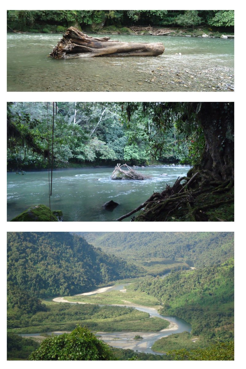 📍La vida en las orillas del río Upano, en Macas,  Morona Santiago
                     
📸Foto y texto: Elias Armendaris                                                                                              
Día mundial del Árbol 🌲28 de junio de 2024