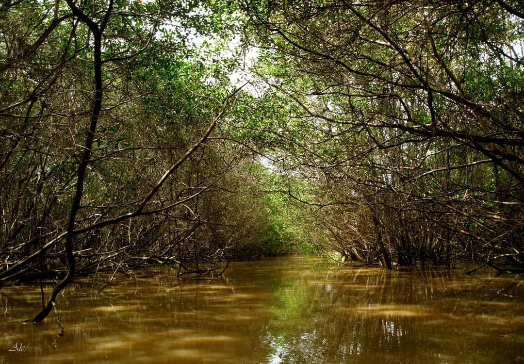📍Abrazando al mar
Manglares, Esmeraldas     
📸Fotos: Jésica Villalta

Día mundial del Árbol 🌲
28 de junio
#LaudatoSi #DiaMundialdelArbol #LaudateDeum #arboles
