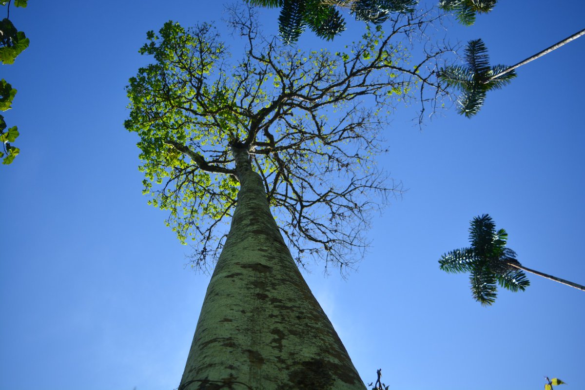📍Buscando el cielo    
Zapote, Amazonía ecuatoriana                                                                       
📸 Alejandro Alfaro