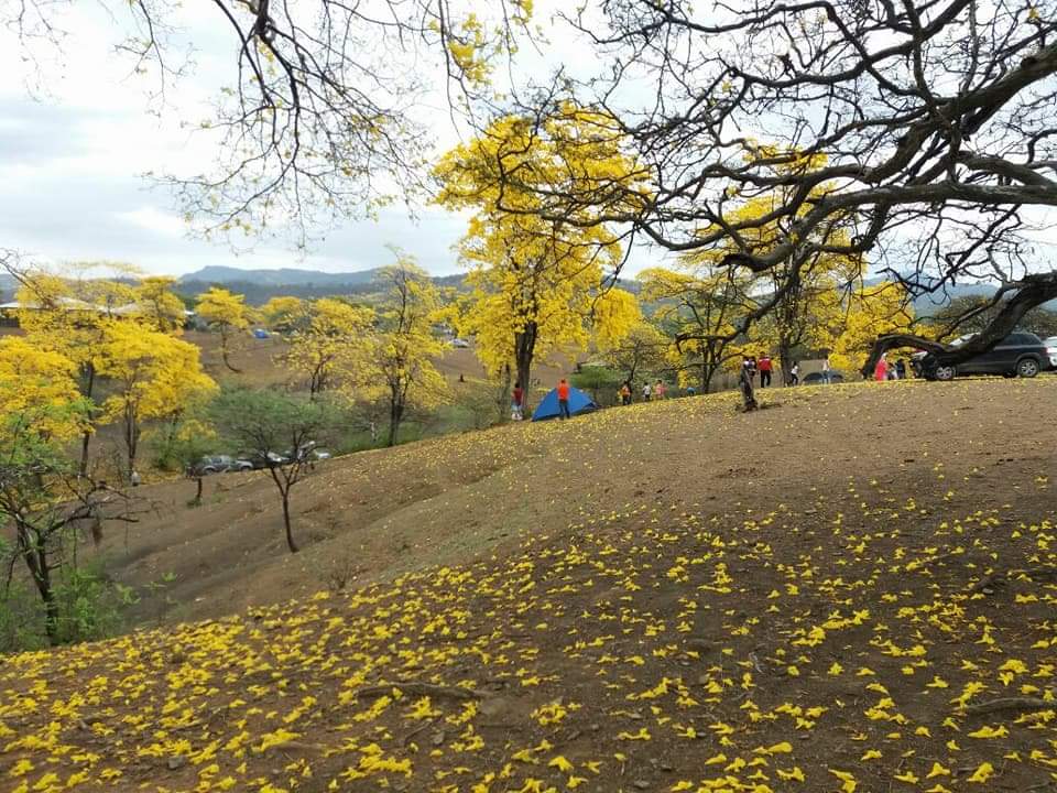 📍“Florecimiento de Guayacanes" Sur de Ecuador, Loja     
📸Fotos: Jésica Villalta

Día mundial del Árbol 🌲
#LaudatoSi #DiaMundialdelArbol #LaudateDeum #arboles