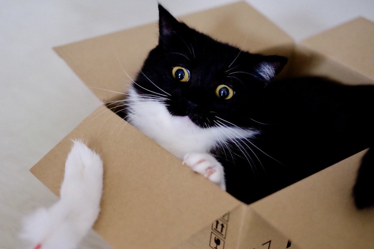 unicouniuni3's tweet photo. 猫じゃらしの動きにびっくりしちゃった！

Uni surprised by the movements of the cat toy! :3 https://t.co/XLGetkiLIN