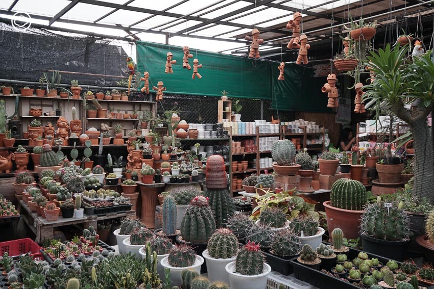 readthecloud's tweet photo. คอลัมน์ #PlantPlanet พา วิทย์-ศิริวิทย์ ริ้วบำรุง แห่ง Little Tree มาเปิดลิสต์ตลาดต้นไม้ 6 แห่งสำหรับนักปลูกต้นไม้มือใหม่ ในย่าน #บางบัวทอง บอกเลยว่าทำเลที่ตั้งของร้านเดินทางได้สะดวกและเหมาะกับการไปเดินเลือกซื้อของในราคาที่ย่อมเยา https://t.co/zk3LXk9cWi https://t.co/dZ0iu61Bxn