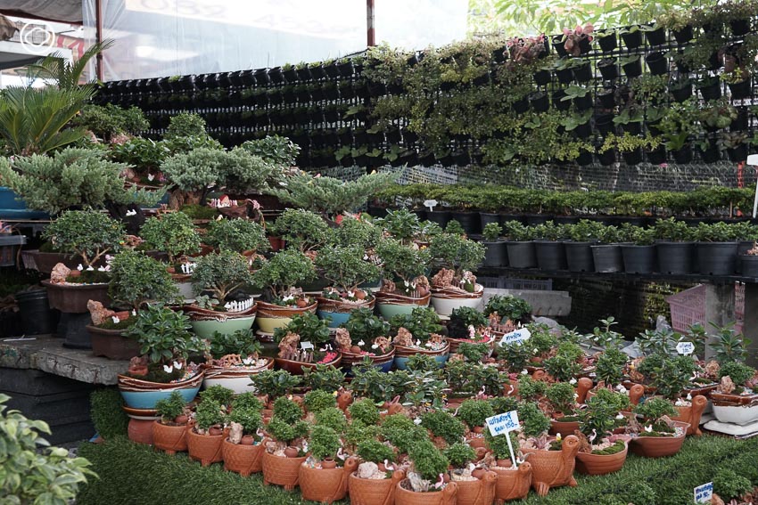 readthecloud's tweet photo. คอลัมน์ #PlantPlanet พา วิทย์-ศิริวิทย์ ริ้วบำรุง แห่ง Little Tree มาเปิดลิสต์ตลาดต้นไม้ 6 แห่งสำหรับนักปลูกต้นไม้มือใหม่ ในย่าน #บางบัวทอง บอกเลยว่าทำเลที่ตั้งของร้านเดินทางได้สะดวกและเหมาะกับการไปเดินเลือกซื้อของในราคาที่ย่อมเยา https://t.co/zk3LXk9cWi https://t.co/dZ0iu61Bxn