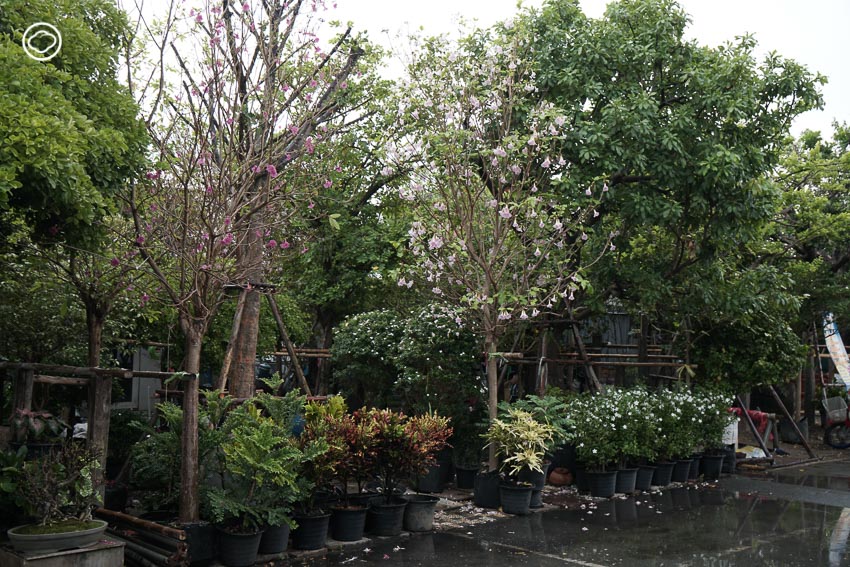 readthecloud's tweet photo. คอลัมน์ #PlantPlanet พา วิทย์-ศิริวิทย์ ริ้วบำรุง แห่ง Little Tree มาเปิดลิสต์ตลาดต้นไม้ 6 แห่งสำหรับนักปลูกต้นไม้มือใหม่ ในย่าน #บางบัวทอง บอกเลยว่าทำเลที่ตั้งของร้านเดินทางได้สะดวกและเหมาะกับการไปเดินเลือกซื้อของในราคาที่ย่อมเยา https://t.co/zk3LXk9cWi https://t.co/dZ0iu61Bxn