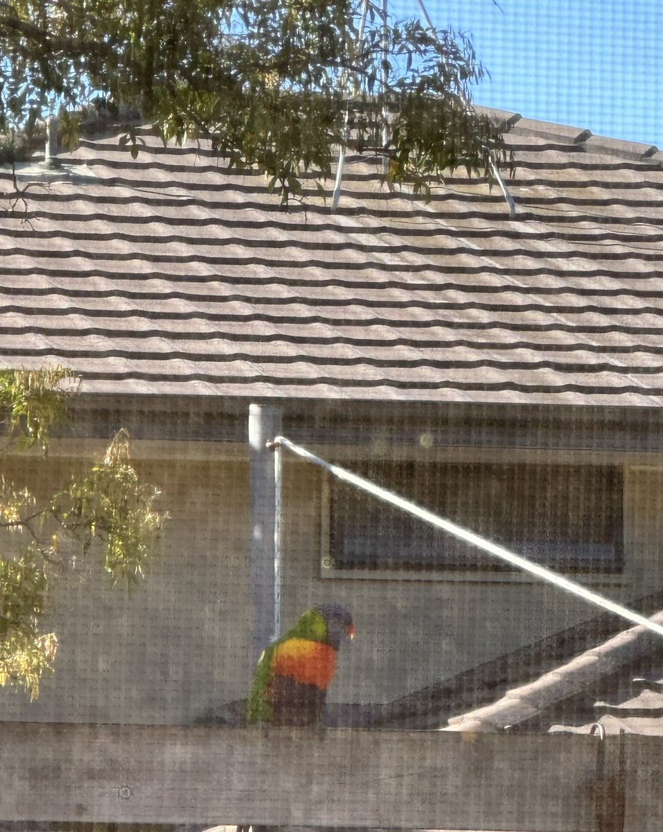 RecliningPanda's tweet image. A stunning winters day here in Aus. For people on other places on the world I’m sorry you are not here :p. And a visit from the local fauna (forgive shitty photo it’s through a fly screen )