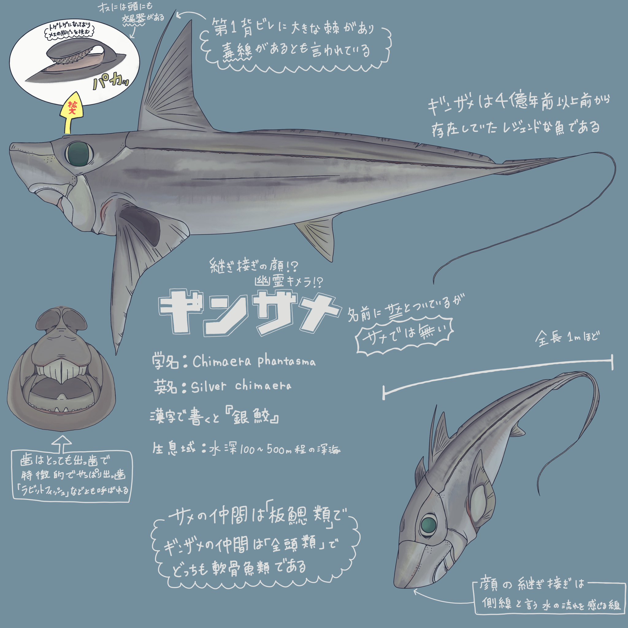 🦈めかぶ🦈仕事中 on X: 